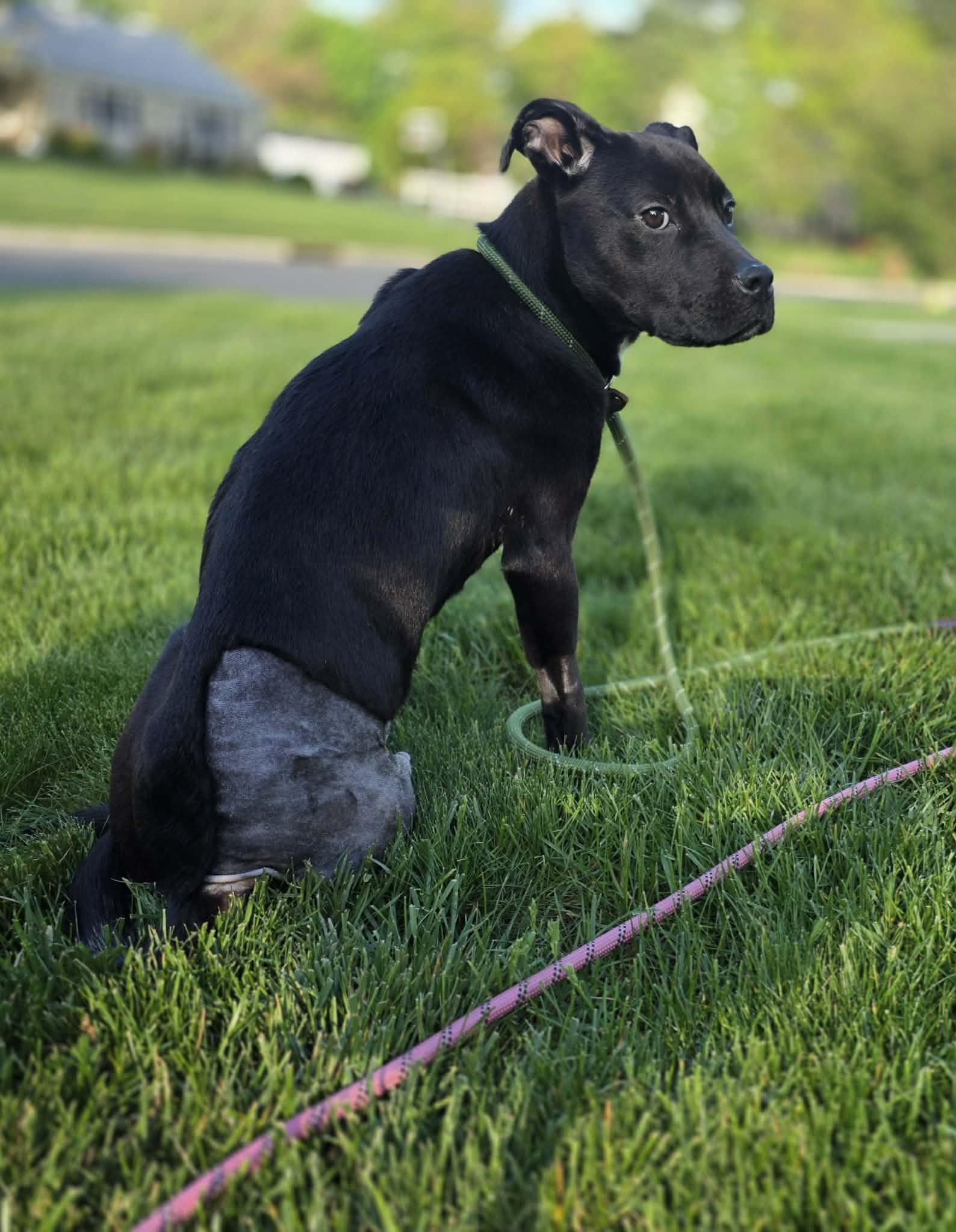 Blair, a ADOPTABLE Pit Bull Terrier in Blue Bell, PA image 3/6