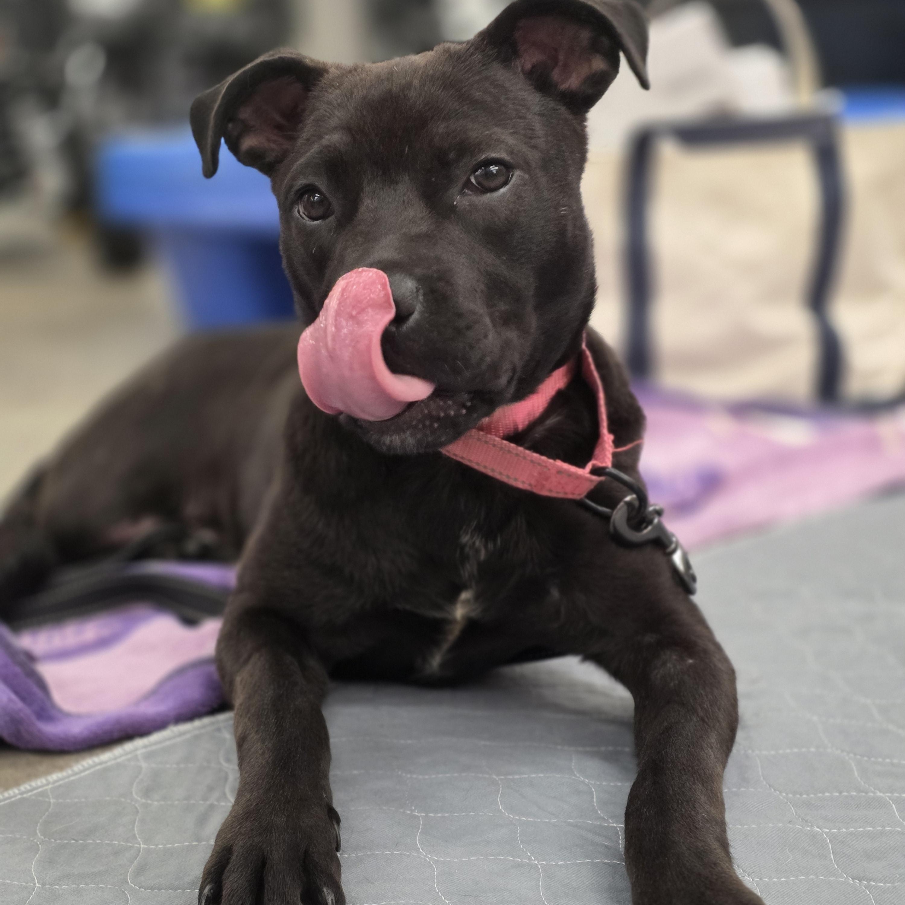 Blair, a ADOPTABLE mixed breed in Blue Bell, PA image 3/6