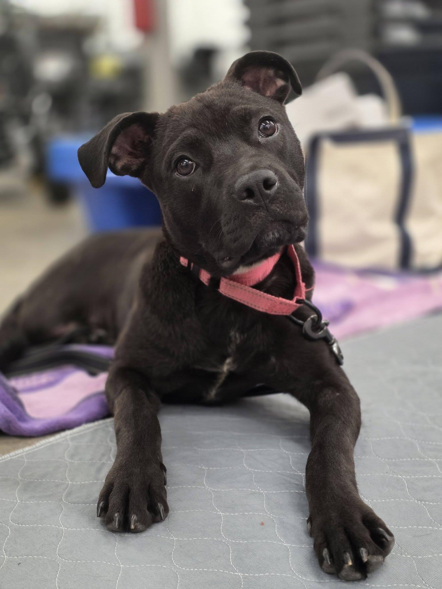 Blair, ADOPTABLE, Young Female American Bully.