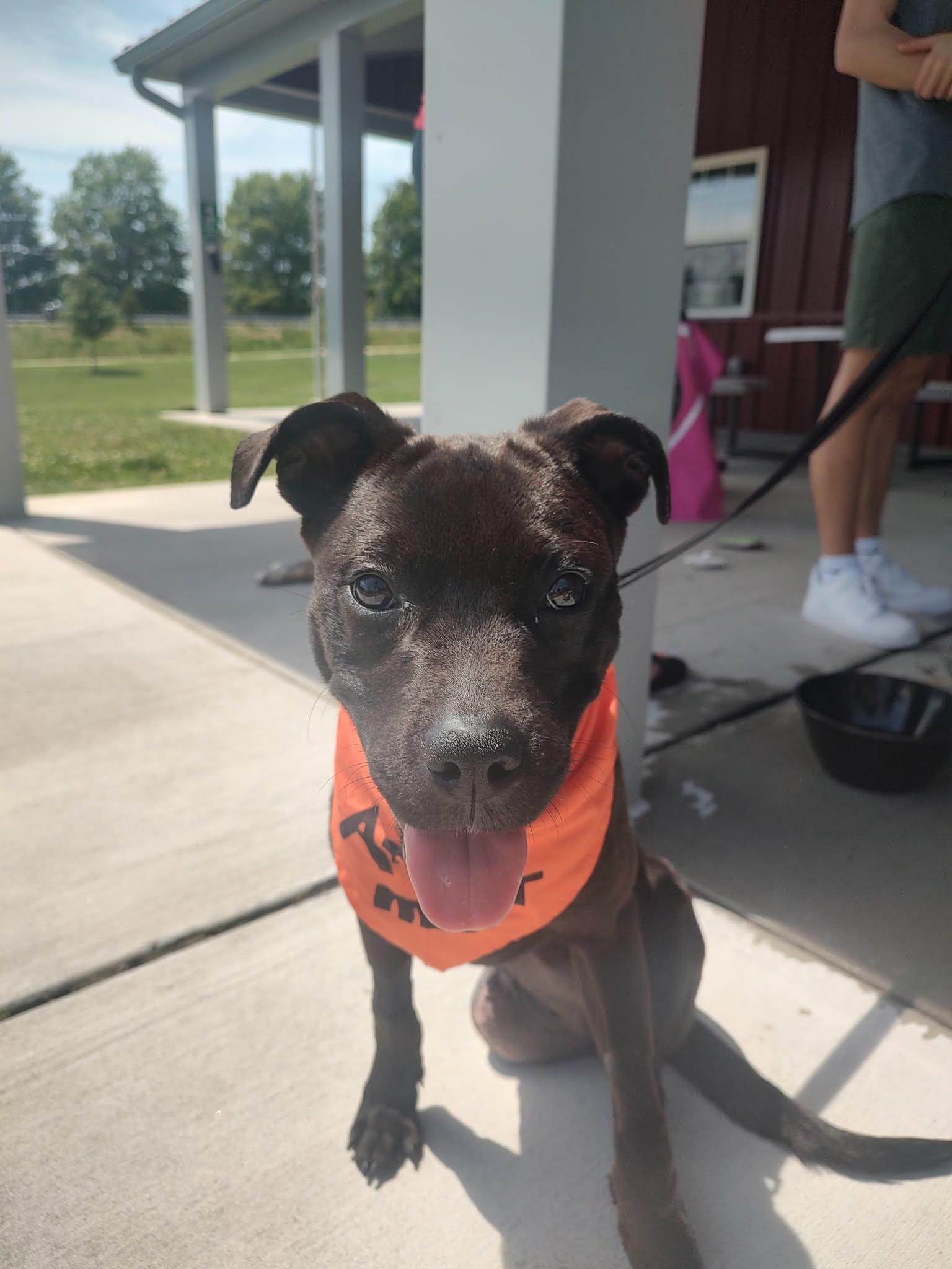 Blair, ADOPTABLE, Young Female Pit Bull Terrier.