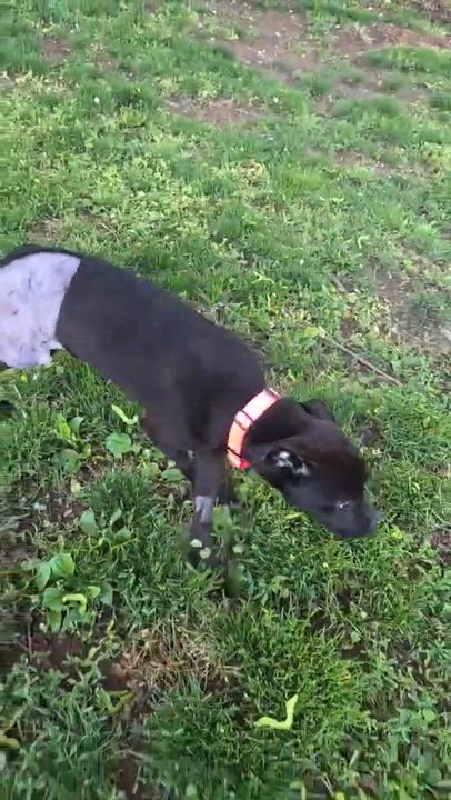 Enlarge Blair, a ADOPTABLE Pit Bull Terrier in Blue Bell, PA video 6/6
