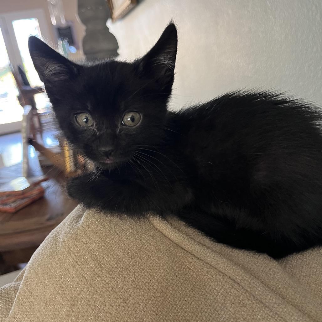 Daxter, Adoptable, Kitten Male Domestic Short Hair.