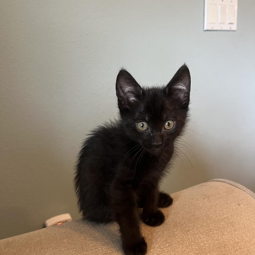 Enlarge Daxter, a Adoptable Domestic Short Hair in Escondido, CA image 3/6