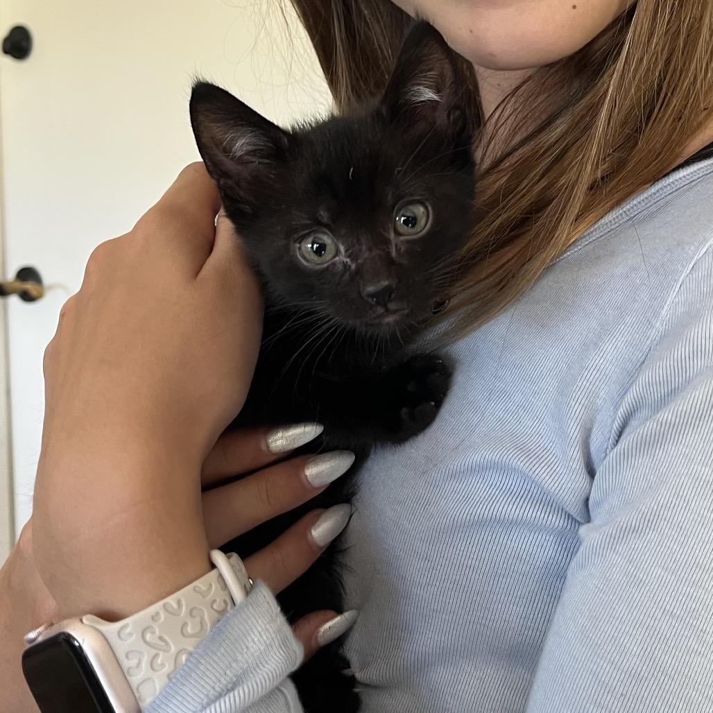 Enlarge Daxter, a Adoptable Domestic Short Hair in Escondido, CA image 4/6