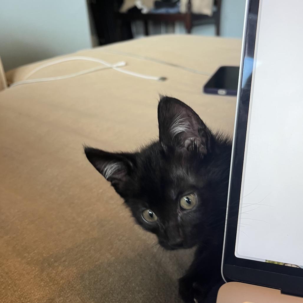 Enlarge Daxter, a Adoptable Domestic Short Hair in Escondido, CA image 5/6