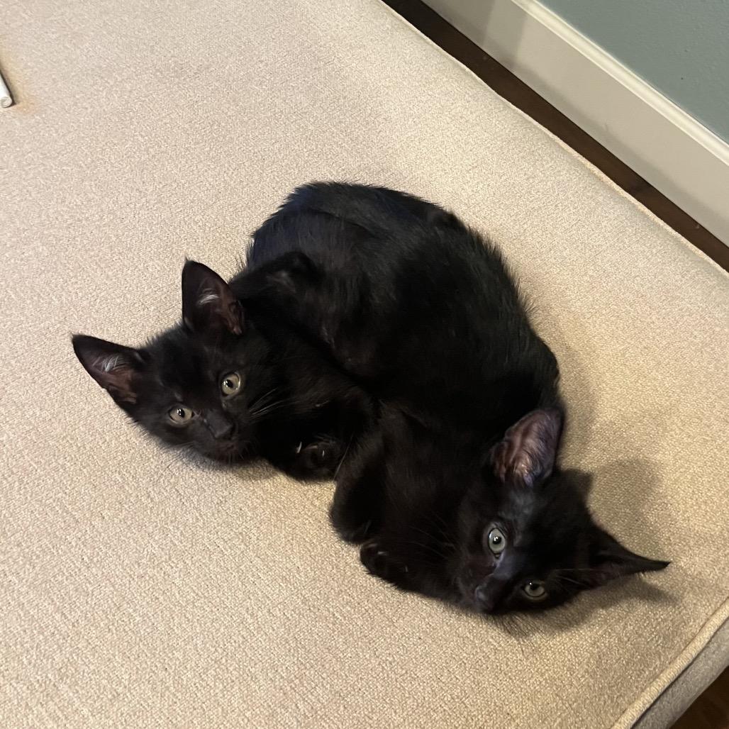 Enlarge Daxter, a Adoptable Domestic Short Hair in Escondido, CA image 6/6