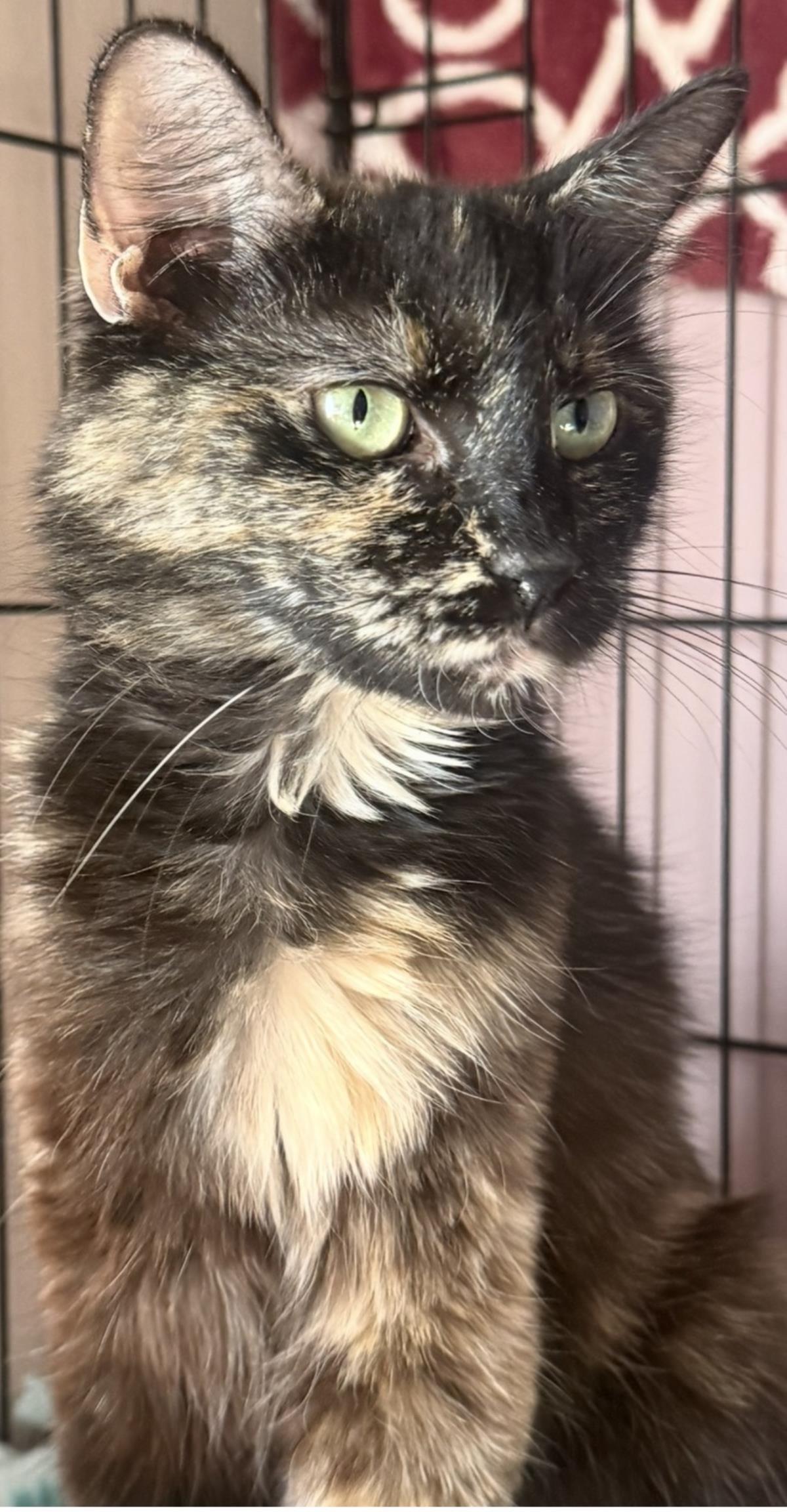 Enlarge Midnight Viola, a Adoptable mixed breed in Chandler, AZ image 1/3