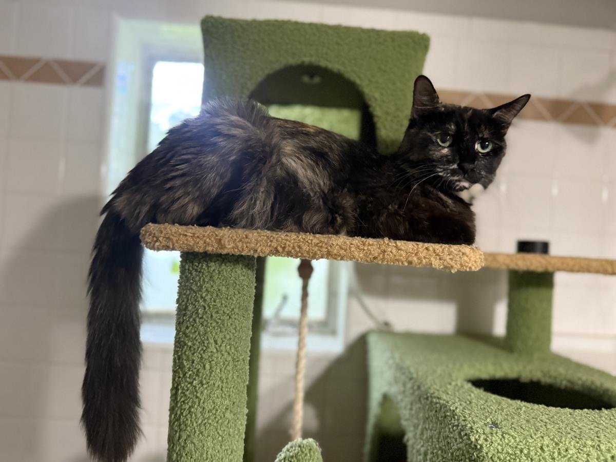 Enlarge Midnight Viola, a Adoptable mixed breed in Chandler, AZ image 3/3