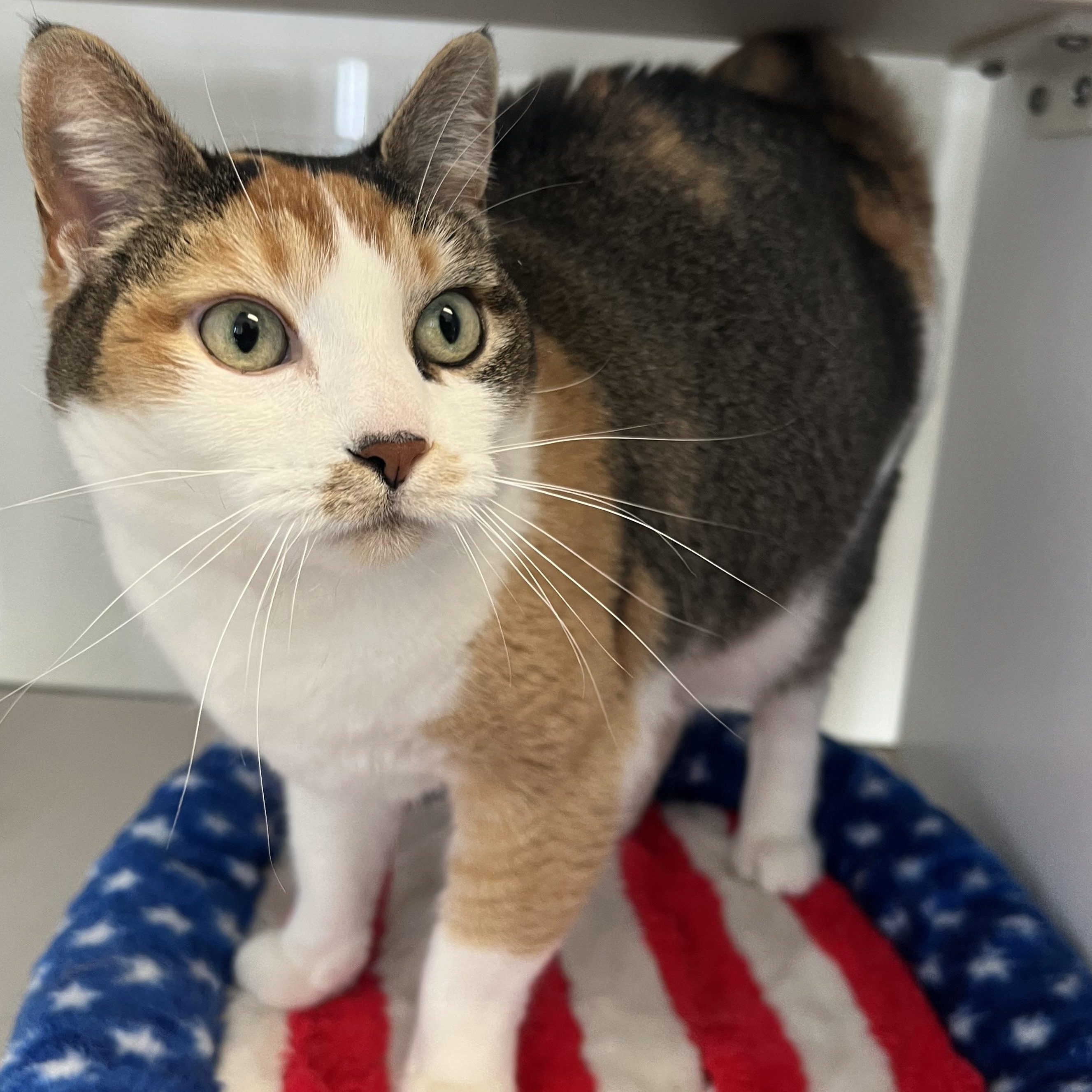 Enlarge Coco, an adoptable mixed breed in Spokane, WA image 4/4