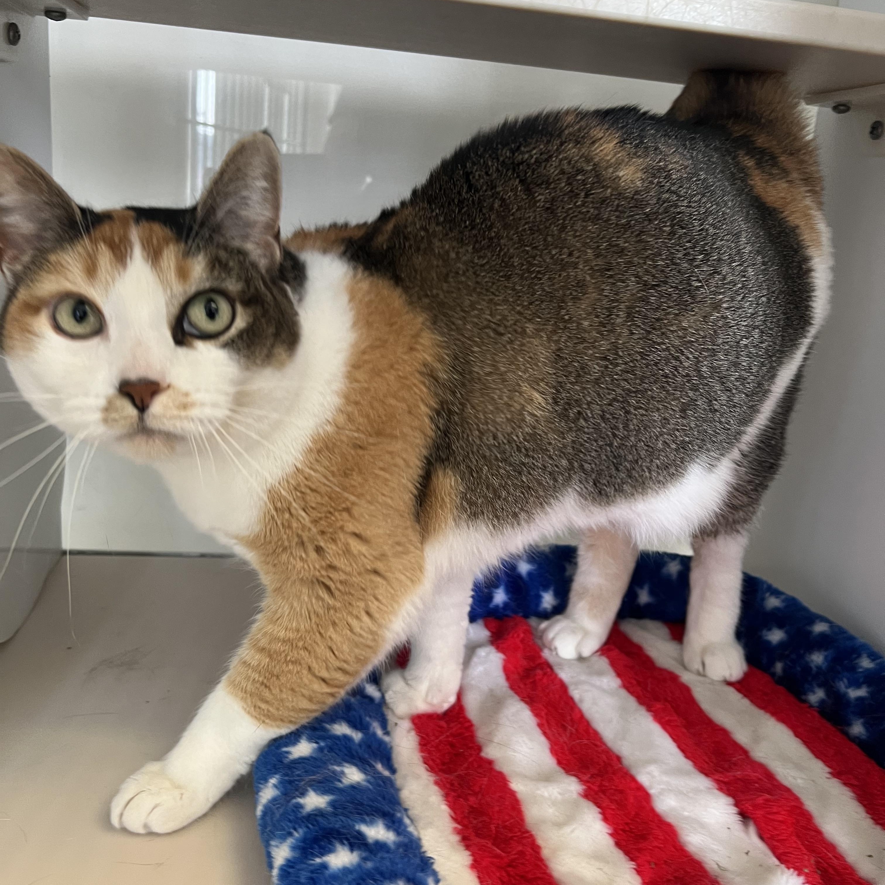 Enlarge Coco, an adoptable mixed breed in Spokane, WA image 2/4