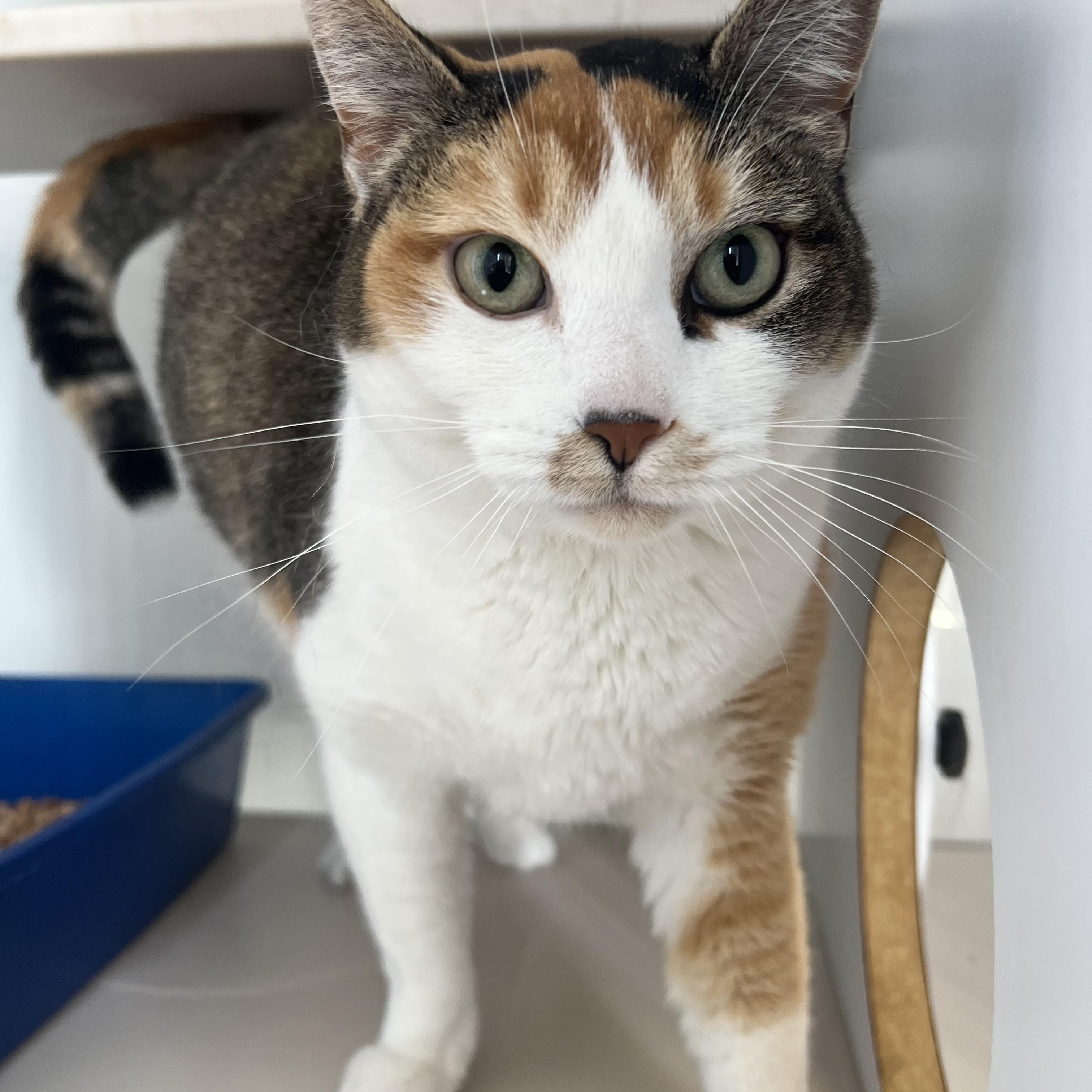 Enlarge Coco, an adoptable mixed breed in Spokane, WA image 3/4