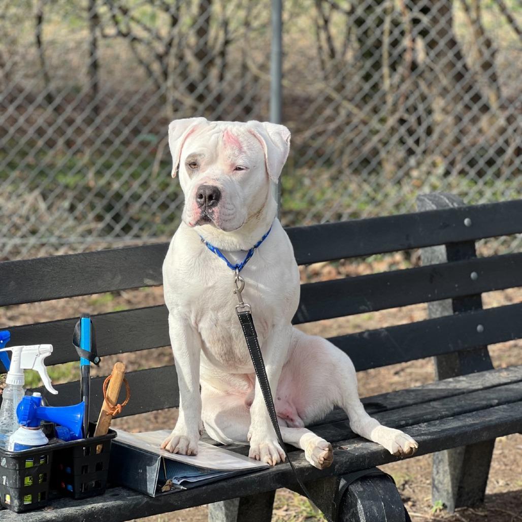 Chance, Adoptable, Adult Male English Bulldog & Mixed Breed.