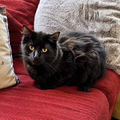 Falcon, Adoptable, Young Male Domestic Long Hair & Domestic Short Hair.