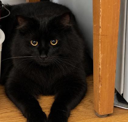 Falcon, Adoptable, Young Male Domestic Long Hair & Domestic Short Hair.