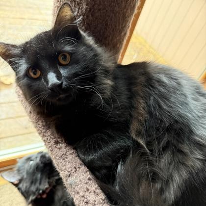 Falcon, Adoptable, Kitten Male Domestic Long Hair & Domestic Short Hair.