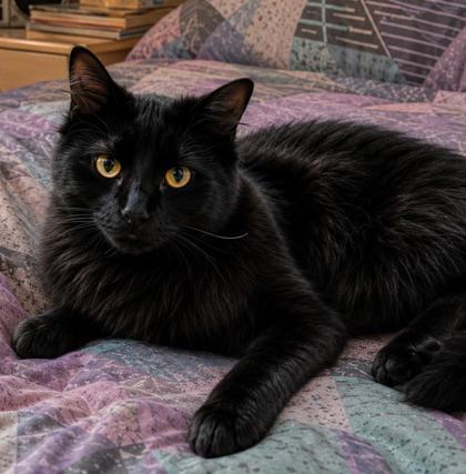 Falcon, a Adoptable mixed breed in Elk Grove Village, IL image 2/3