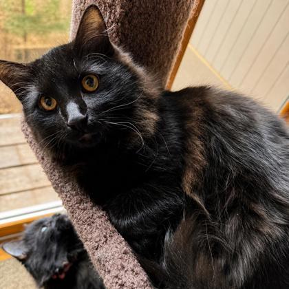 Falcon, Adoptable, Kitten Male Domestic Long Hair & Domestic Short Hair.