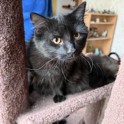 Enlarge Falcon, a Adoptable mixed breed in Elk Grove Village, IL image 2/3