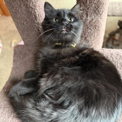 Enlarge Falcon, a Adoptable mixed breed in Elk Grove Village, IL image 3/3