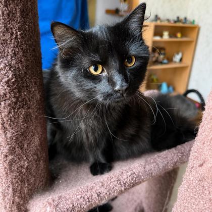 Falcon, a Adoptable mixed breed in Elk Grove Village, IL image 2/3