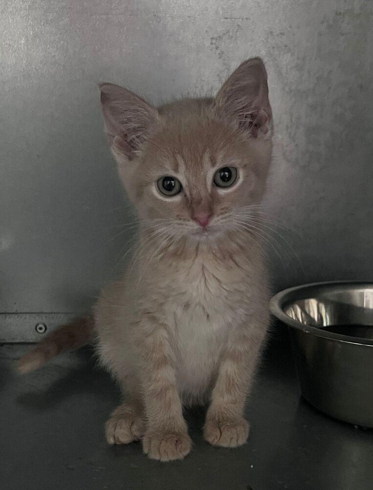 Kanop, Adoptable, Kitten Male Domestic Short Hair.