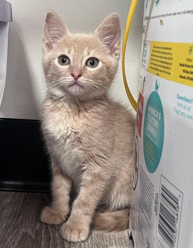 Enlarge Kanop, a Adoptable Domestic Short Hair in McPherson, KS image 2/2