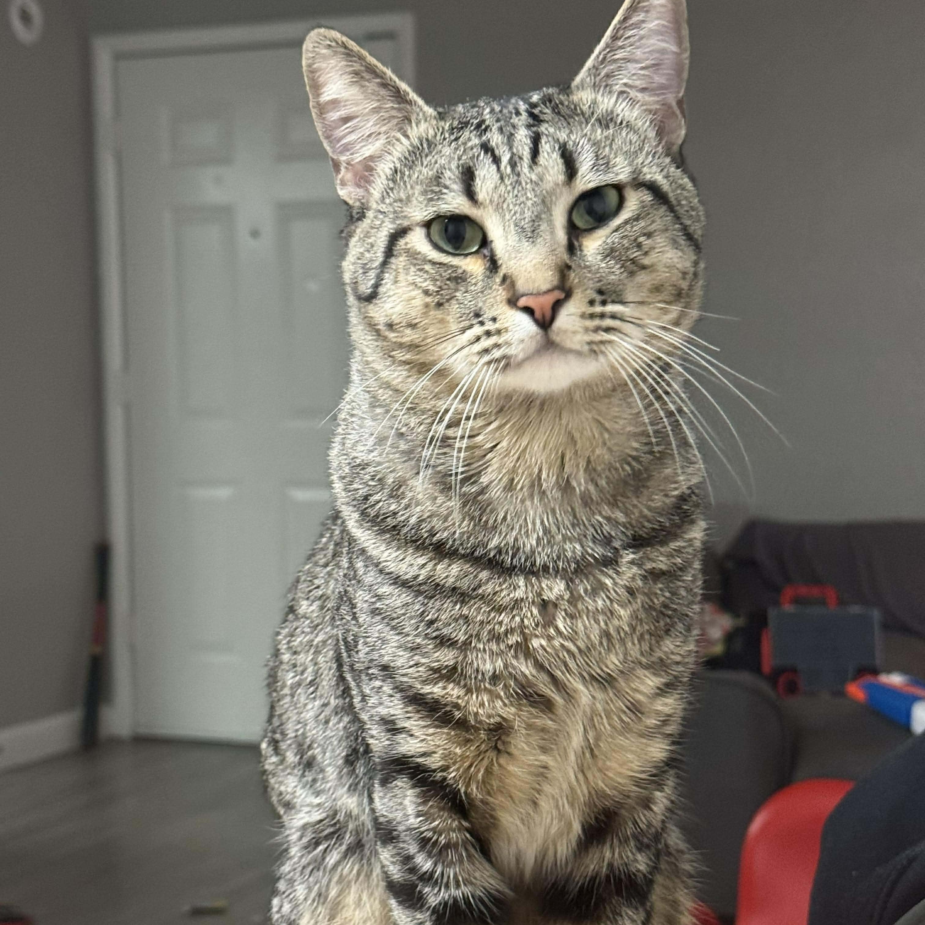 Enlarge AJ, a ADOPTABLE Tabby in Las Vegas, NV image 3/3