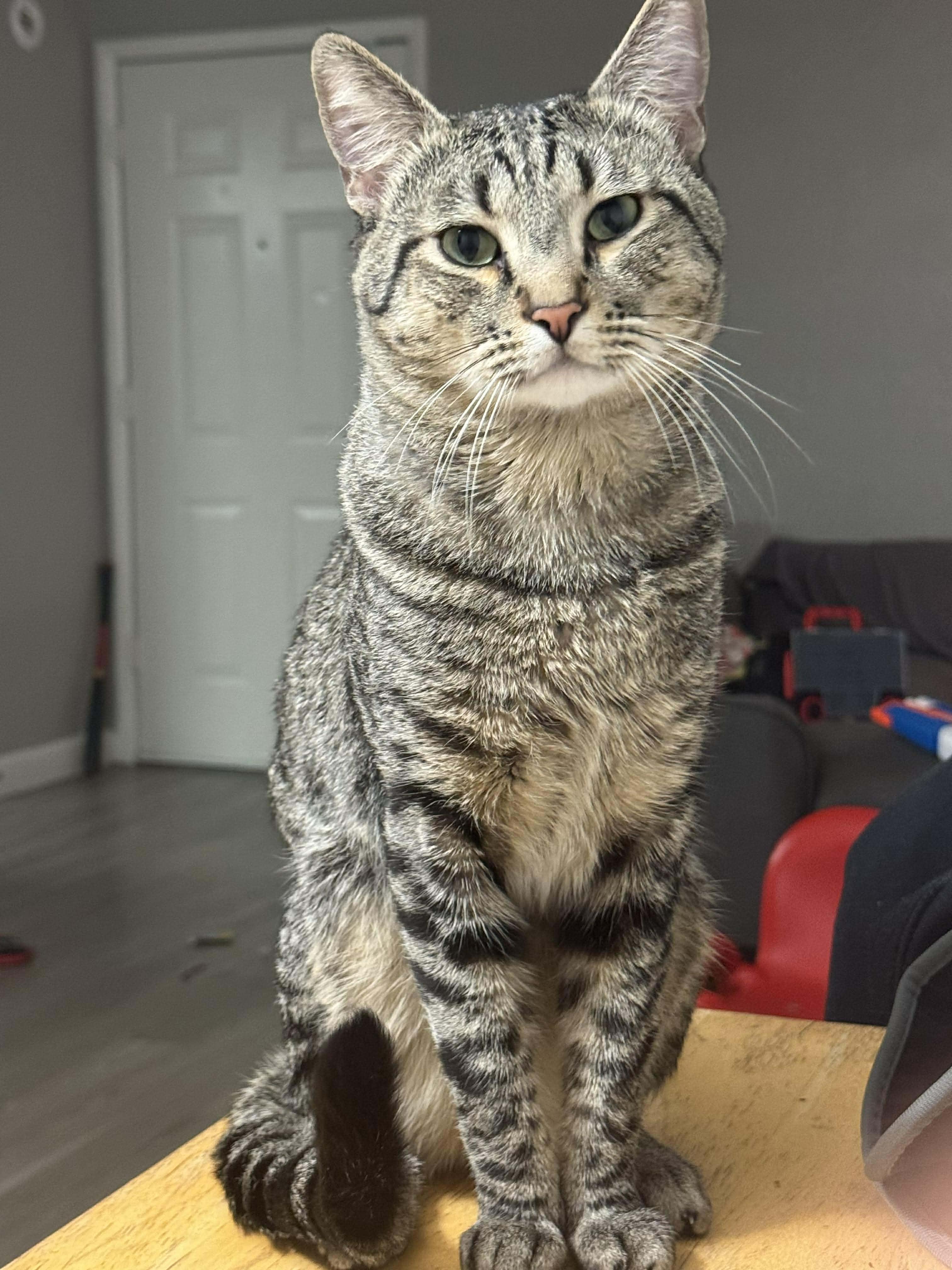 Enlarge AJ, a ADOPTABLE Tabby in Las Vegas, NV image 1/3