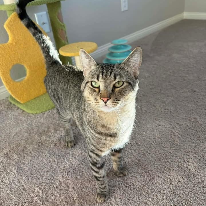 Enlarge AJ, a ADOPTABLE Tabby in Las Vegas, NV image 2/3