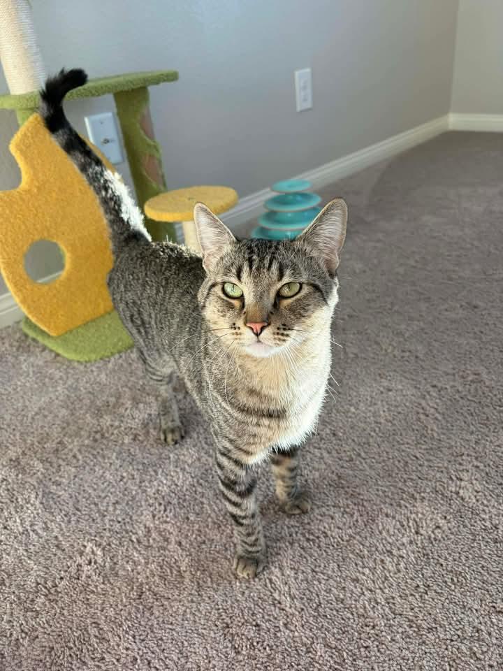 Enlarge AJ, a ADOPTABLE Tabby in Las Vegas, NV image 2/3