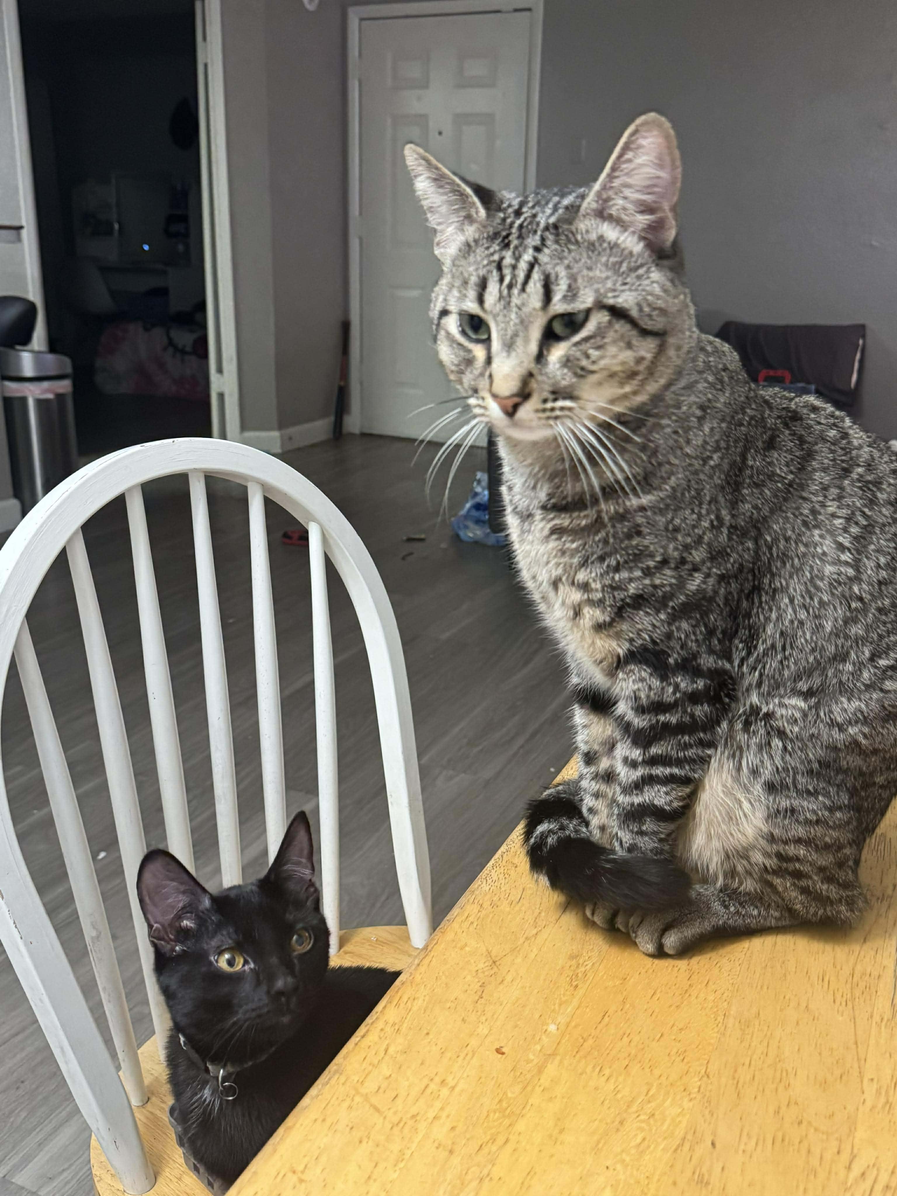 Enlarge AJ, a ADOPTABLE Tabby in Las Vegas, NV image 2/3