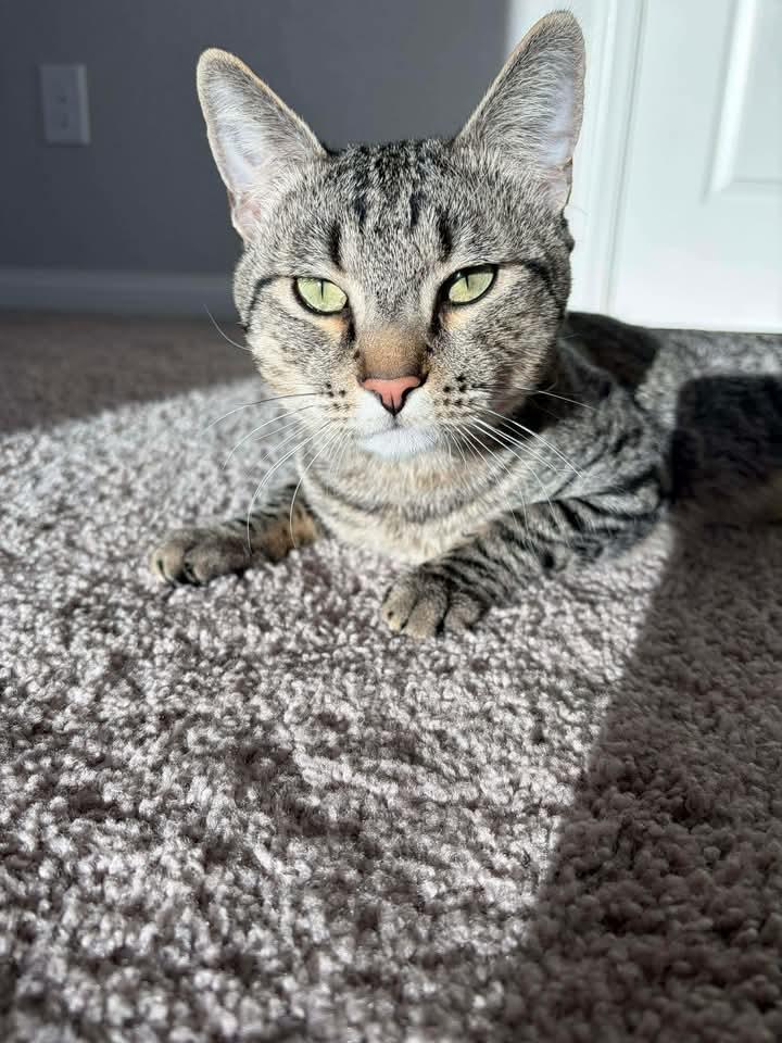 Enlarge AJ, a ADOPTABLE Tabby in Las Vegas, NV image 1/3