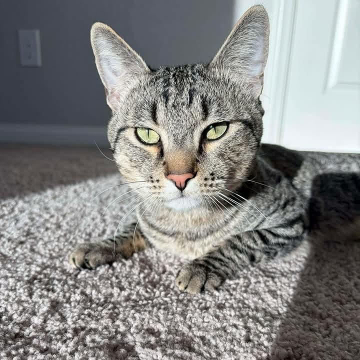 Enlarge AJ, a ADOPTABLE Tabby in Las Vegas, NV image 1/3