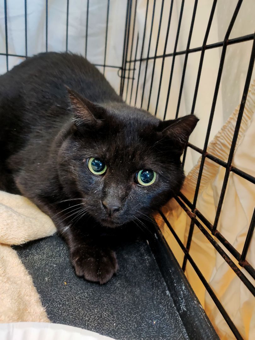 Grizzly, a Adoptable Domestic Short Hair in Chicago, IL image 1/4