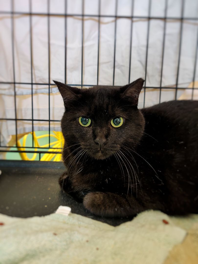 Grizzly, a Adoptable Domestic Short Hair in Chicago, IL image 2/4