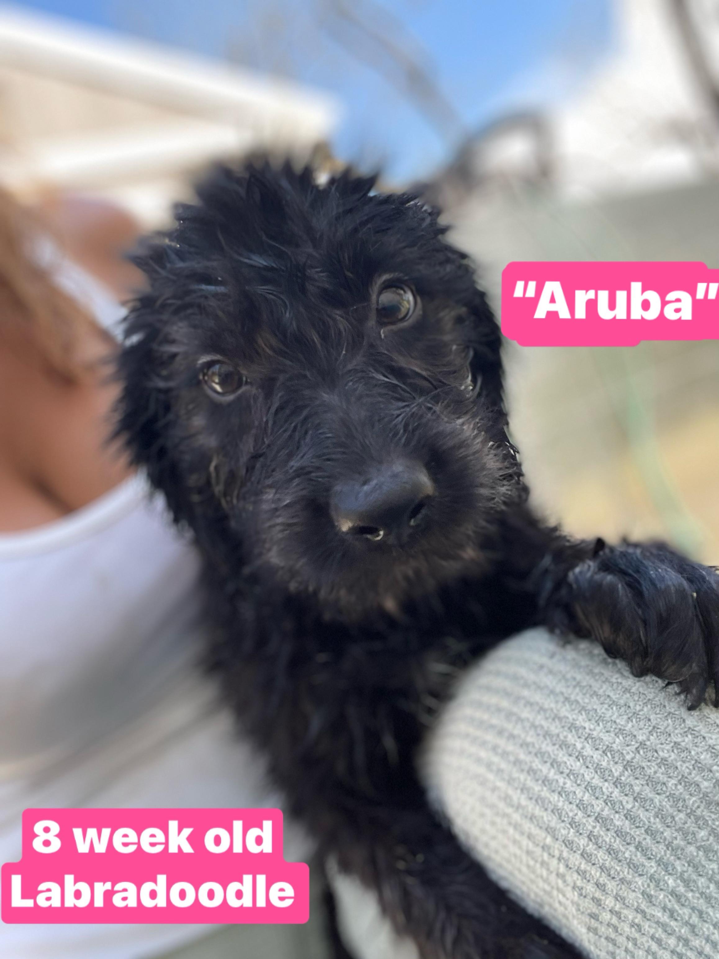 Aruba, Baby Female unknown