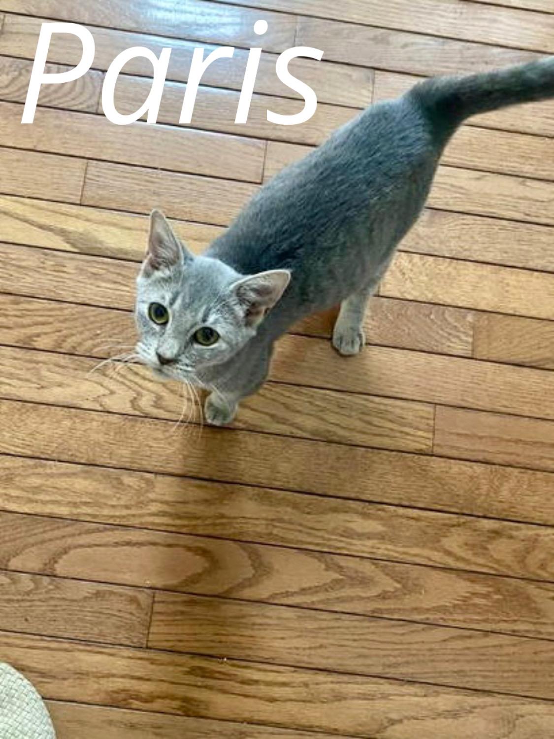 Paris, Willow Grove Area, (FCID 09/05/2025-103)