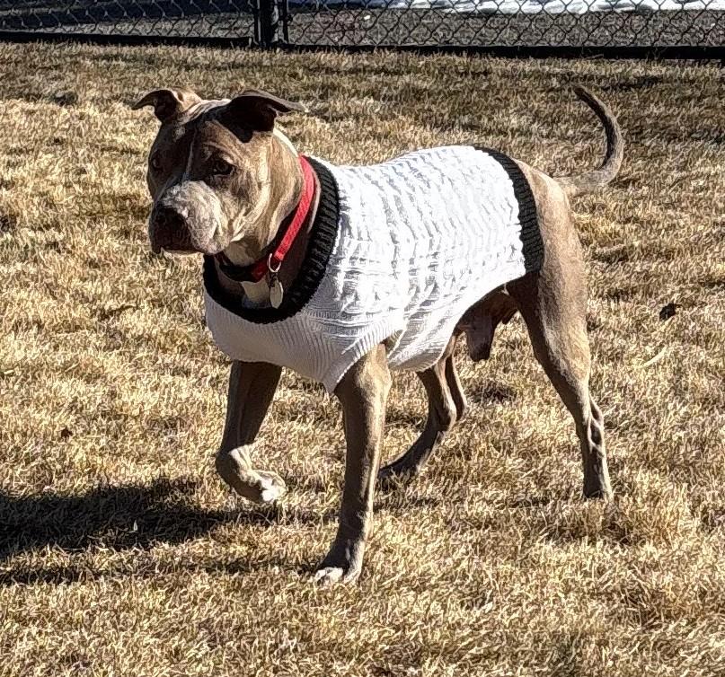 Dobby , adopted, Adult Male Pit Bull Terrier.