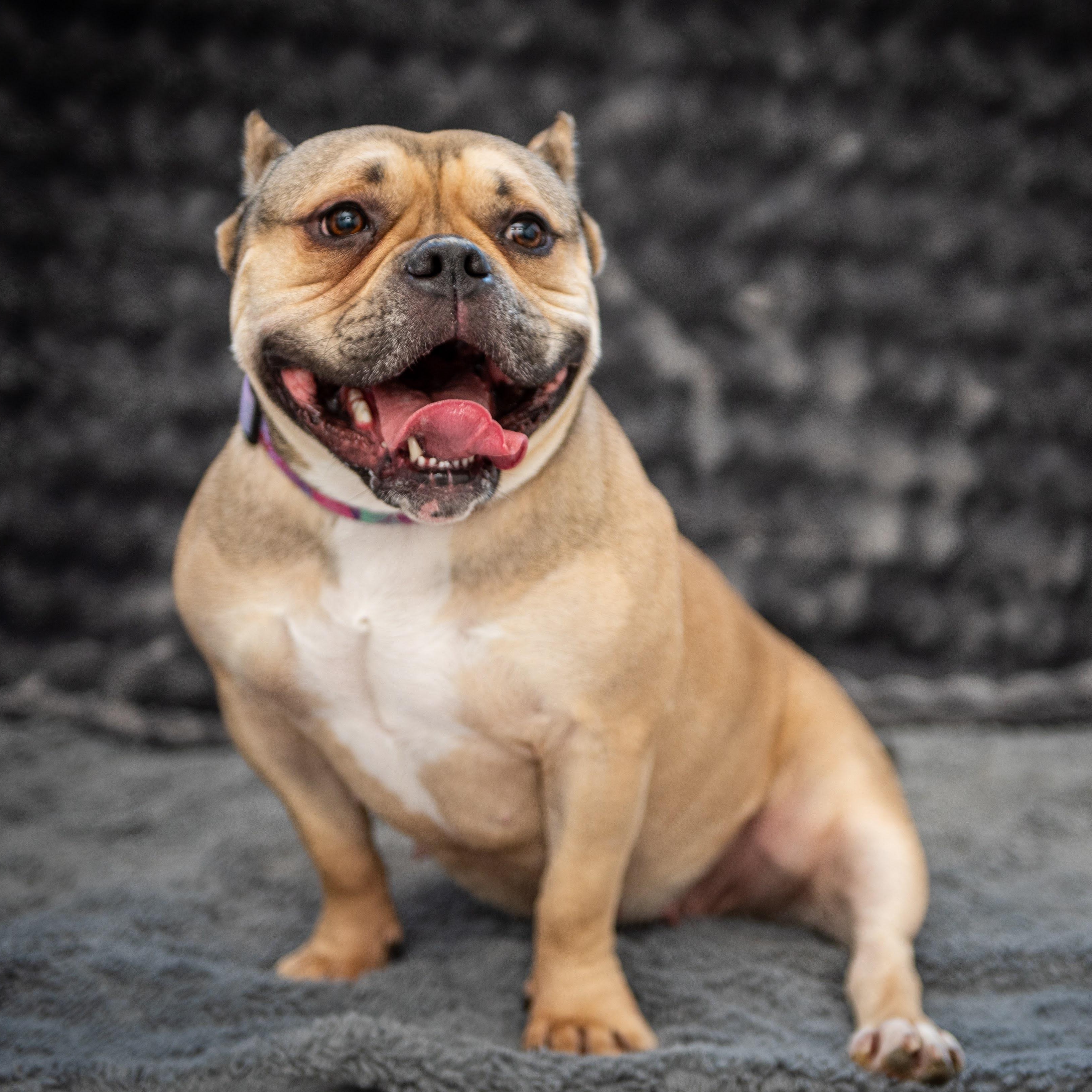 BeeBee, a ADOPTABLE mixed breed in Midlothian, VA image 4/5