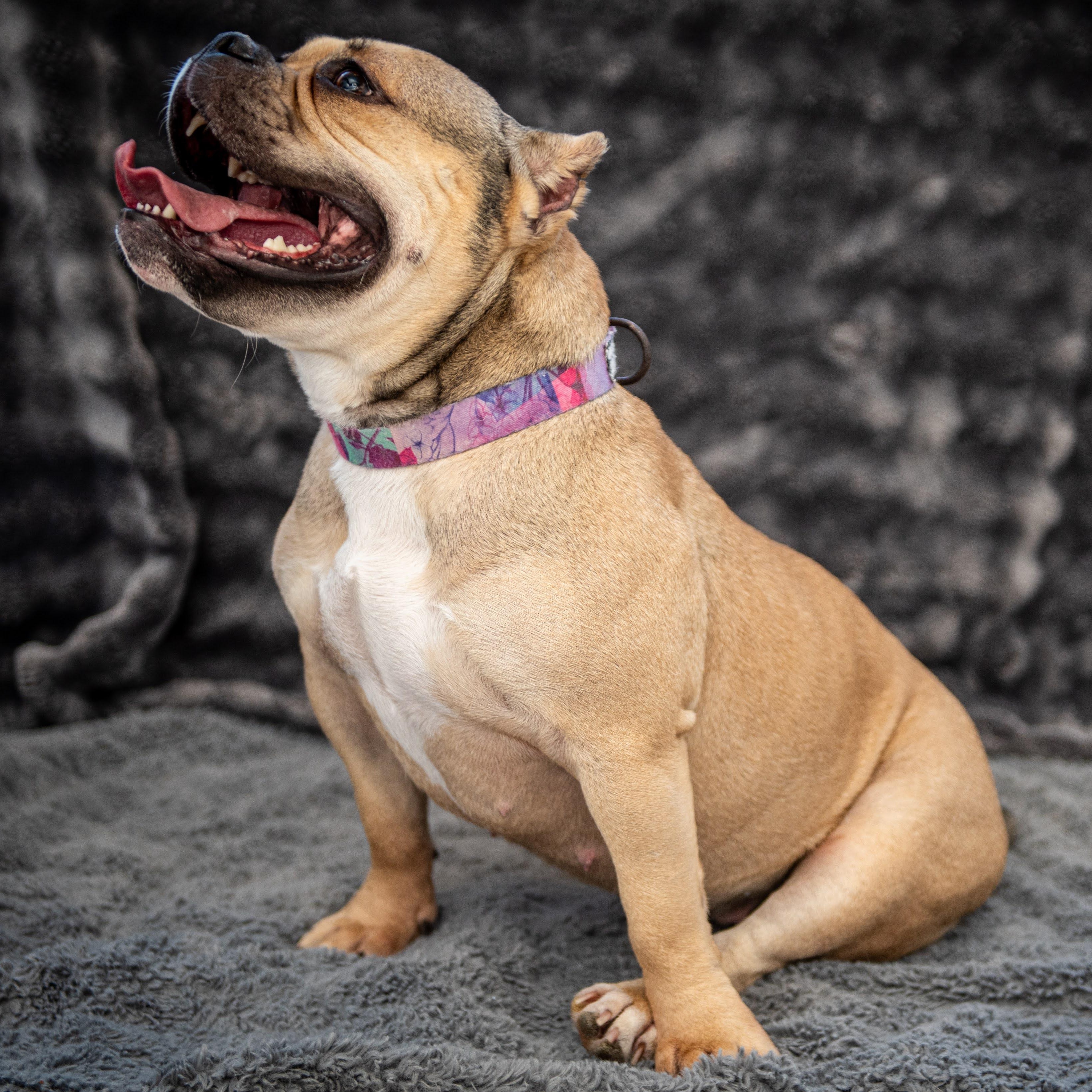 BeeBee, a ADOPTABLE mixed breed in Midlothian, VA image 3/5