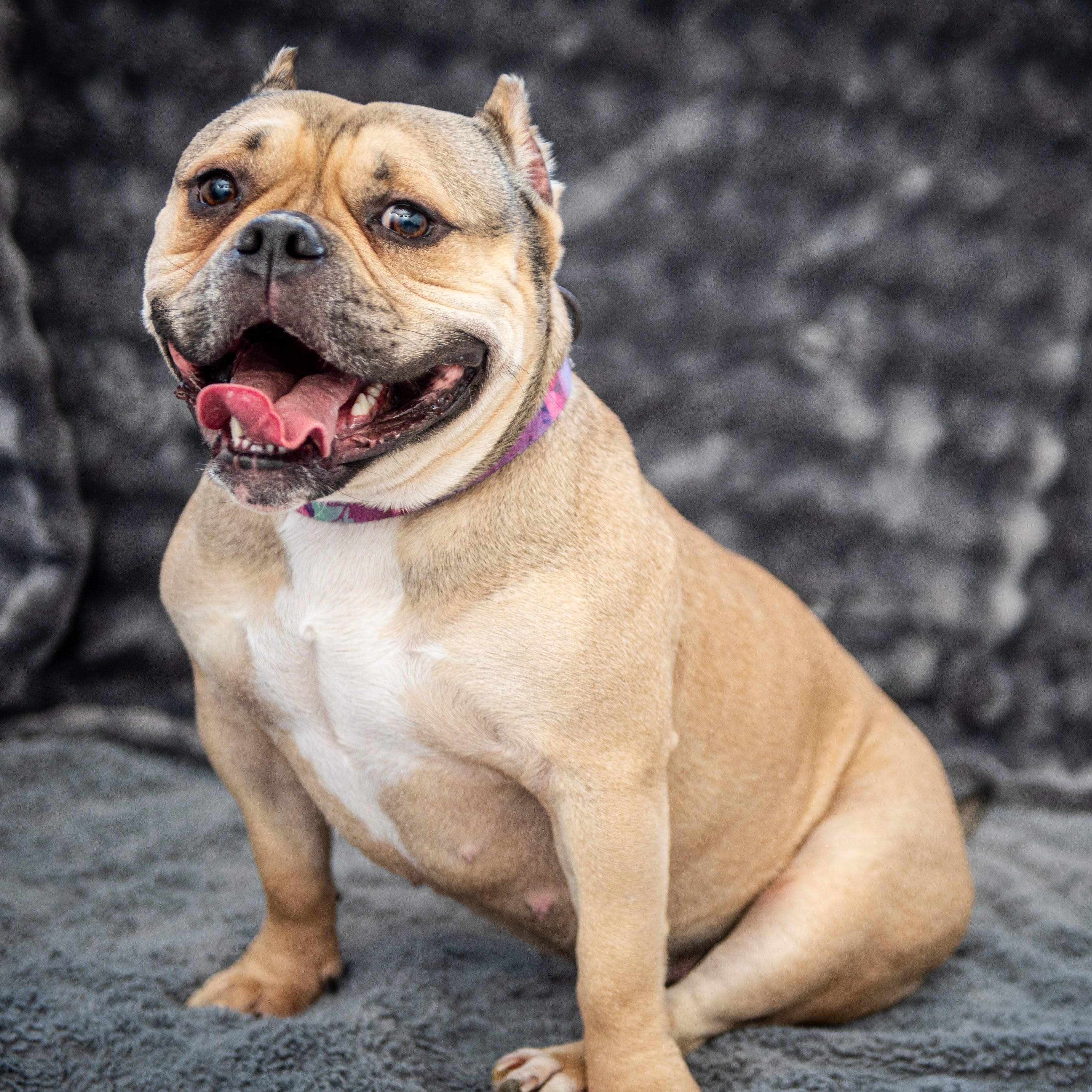 BeeBee, a ADOPTABLE mixed breed in Midlothian, VA image 1/5