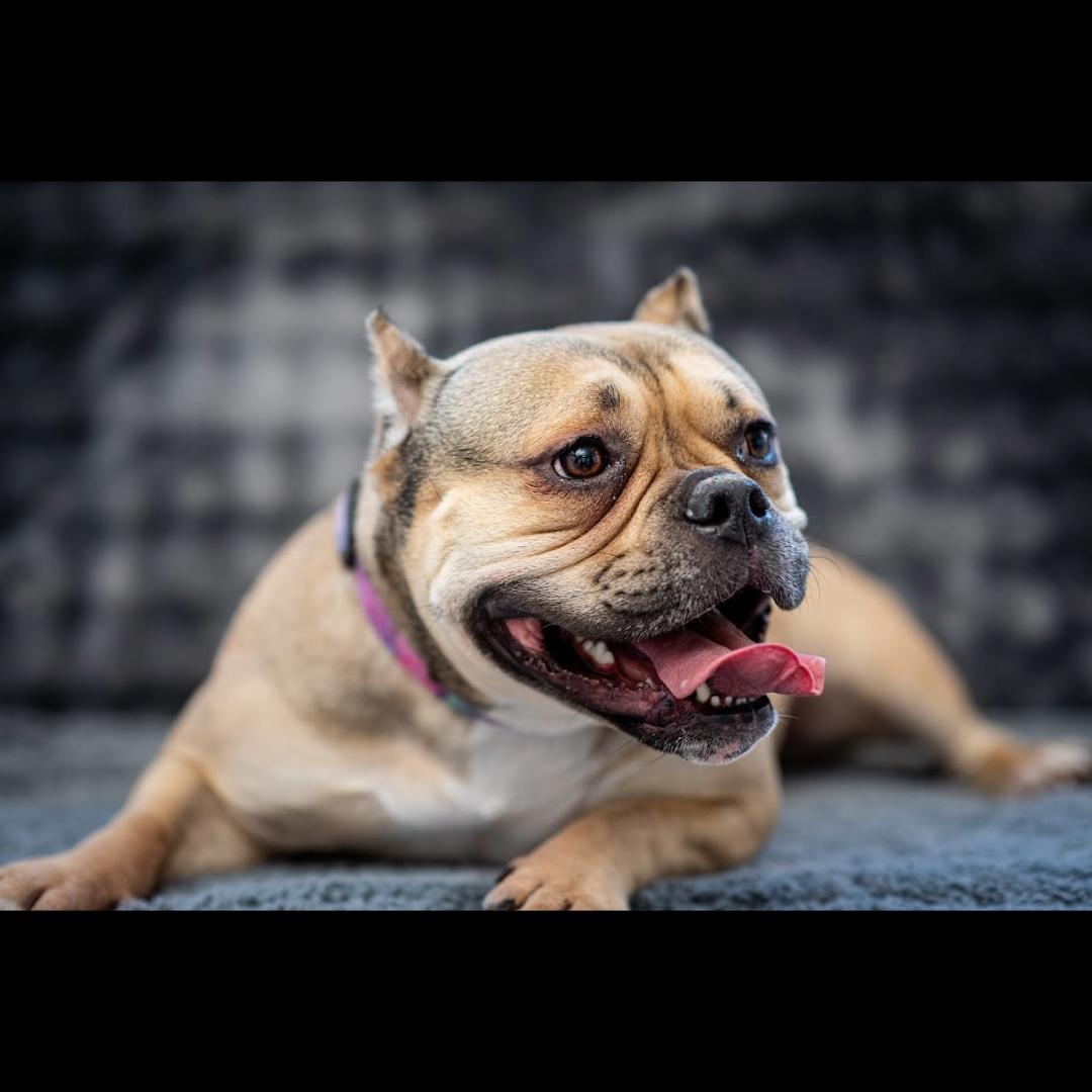 BeeBee, a ADOPTABLE mixed breed in Midlothian, VA image 5/5