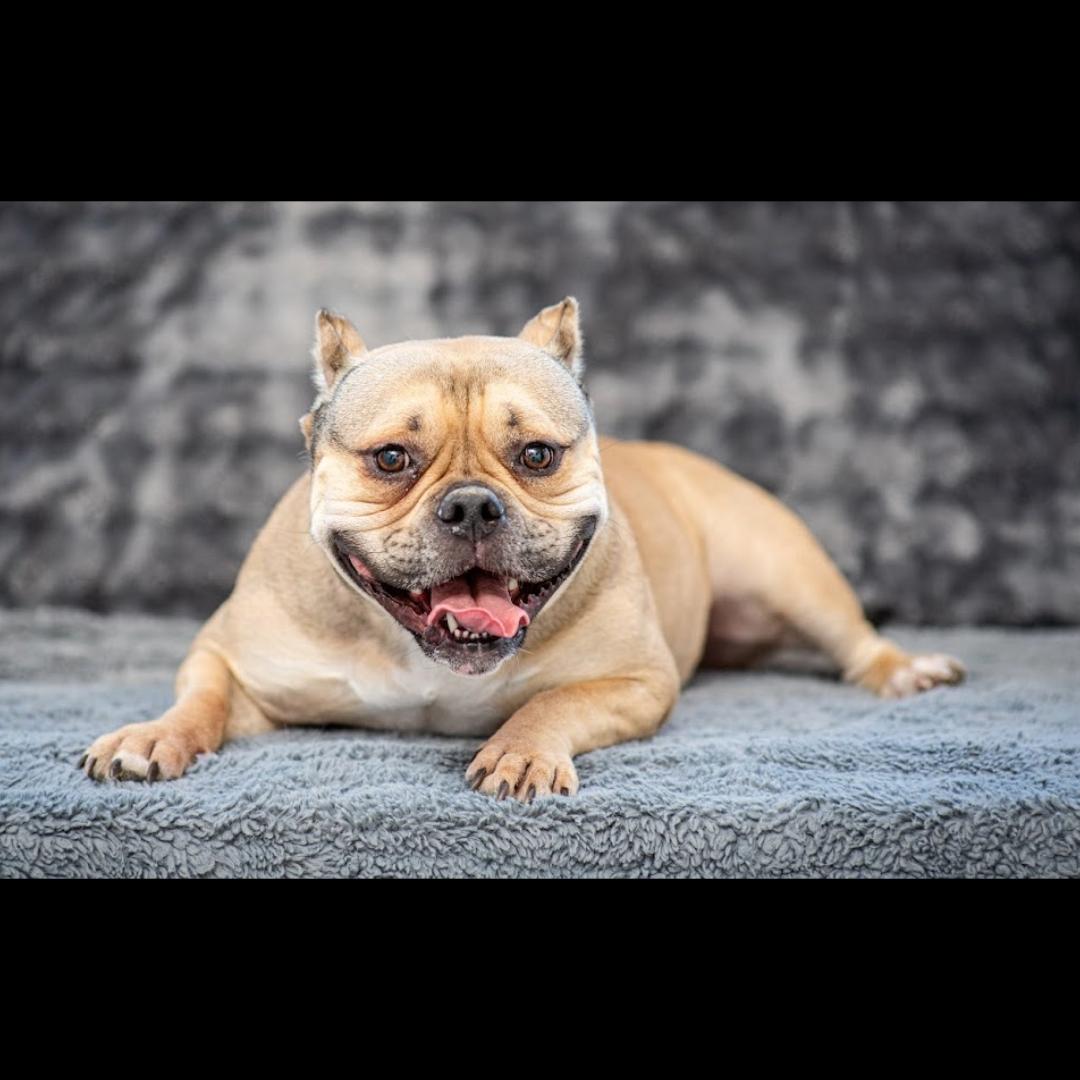 BeeBee, a ADOPTABLE mixed breed in Midlothian, VA image 2/5