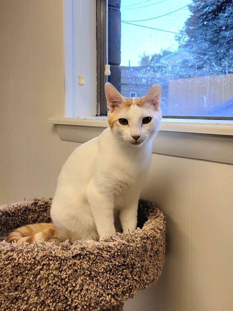 Peaches, Adoptable, Adult Female Domestic Short Hair.