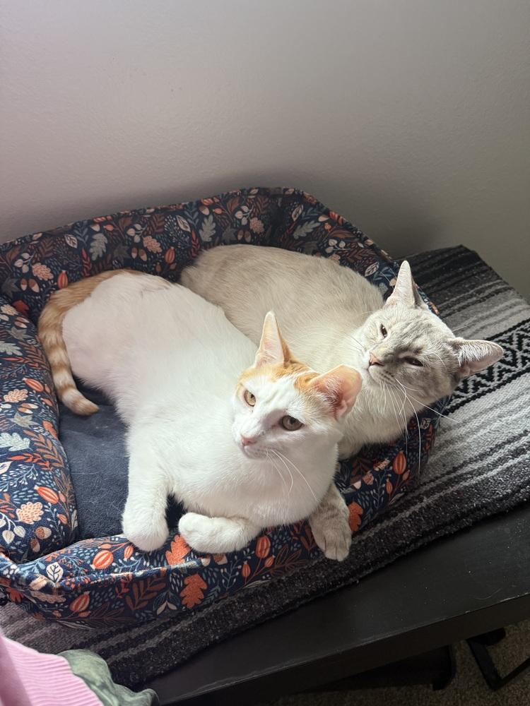 Peaches, a Adoptable Domestic Short Hair in Fort collins, CO image 2/6