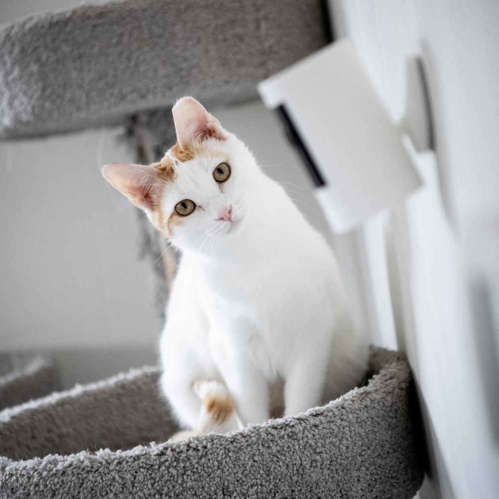 Peaches, a Adoptable Domestic Short Hair in Fort collins, CO image 3/6