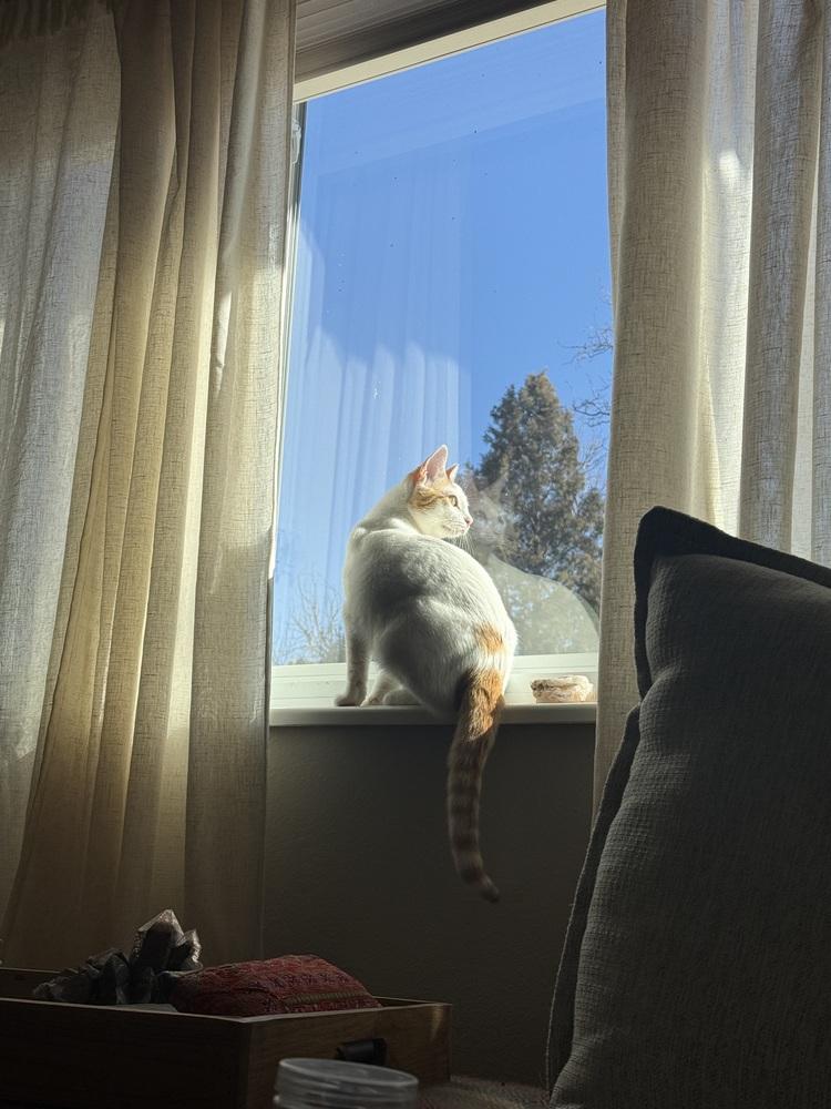 Peaches, a Adoptable Domestic Short Hair in Fort collins, CO image 5/6