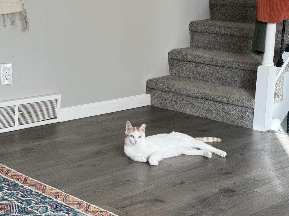 Peaches, a Adoptable Domestic Short Hair in Fort collins, CO image 6/6