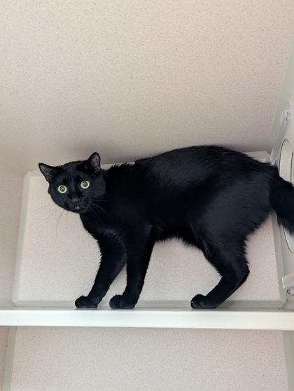 Grouch, ADOPTABLE, Adult Male Domestic Short Hair.