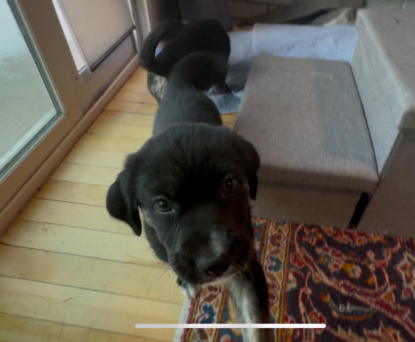 Enlarge Bean, a Adoptable mixed breed in Commerce City, CO image 3/6